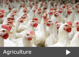 Agriculture Agriculture