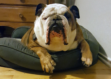 Mr. Buster presides over his corner of the Lindley home.