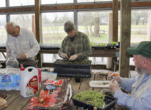 Community volunteers work to prepare plants for propagation and planting at the Armand Bayou Nature Center.