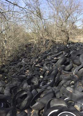Scrap tires interfered with natural vegetation, and with their removal, the flora can once again flourish.