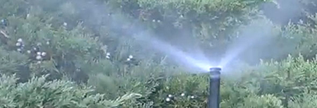 Sprinkler head watering a lawn.