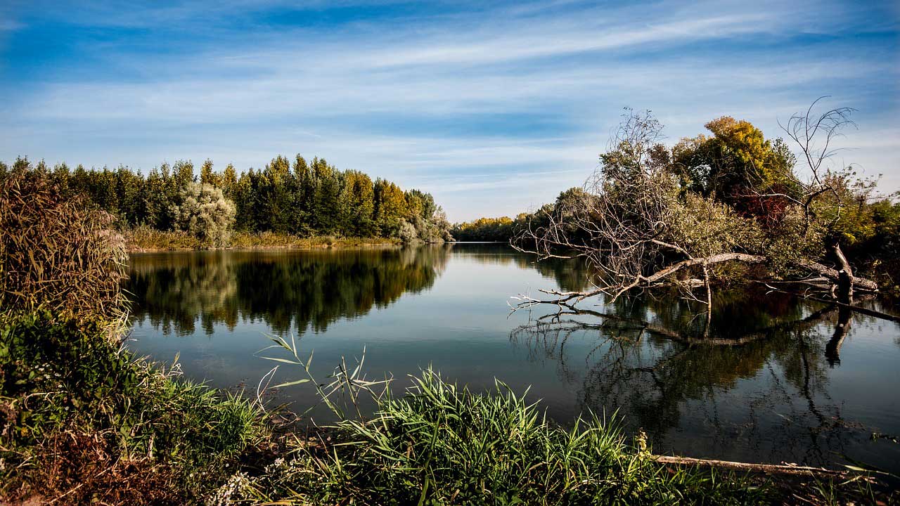 trees-water.jpg