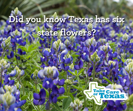Take Care of Texas state flower