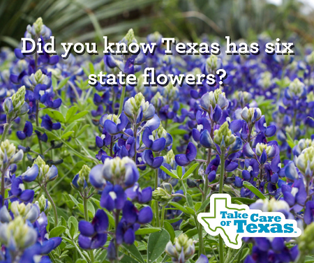 TCOT-TX Flower