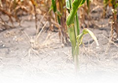 Water: Drought Information (jpg in Water portlet)