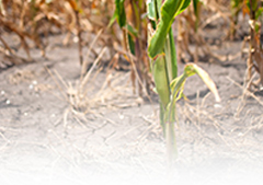 Water: Drought Information (jpg in Water portlet)