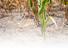 Water: Drought Information (duplicate image - png file)