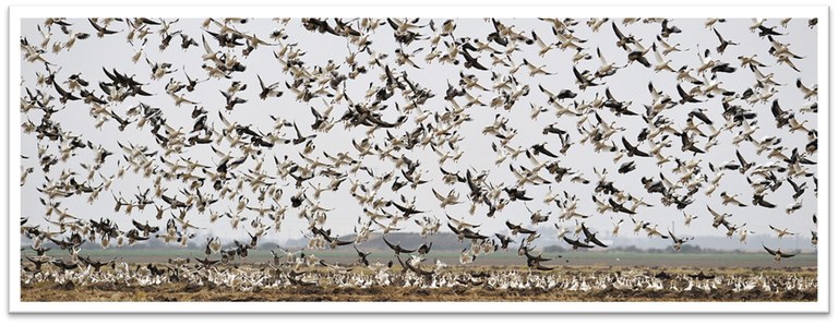 snow-geese-oyster-bayou-gbep.jpg