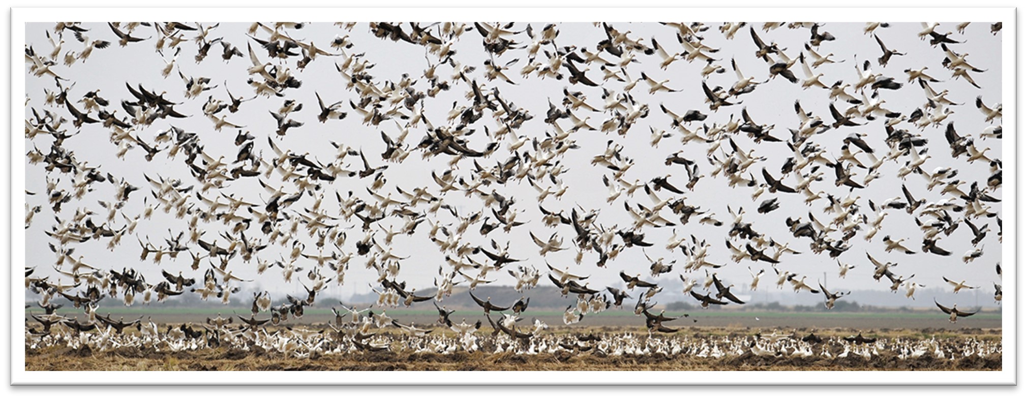 snow-geese-oyster-bayou-gbep.jpg