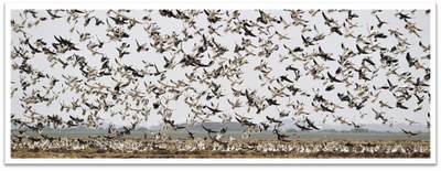 Snow Geese at Oyster Bayou