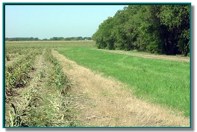 photo of filter strip at edge of cornfield in Aquilla Reservoir watershed