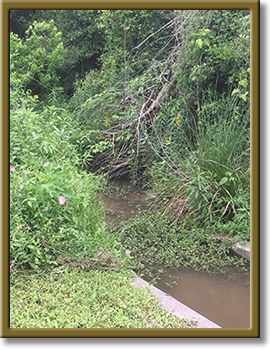 Cotton Bayou photo 124