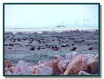 photo of nueces bay