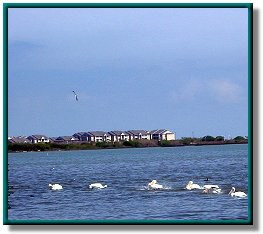 Oso Bay photo 24