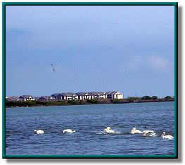 Oso Bay photo 24