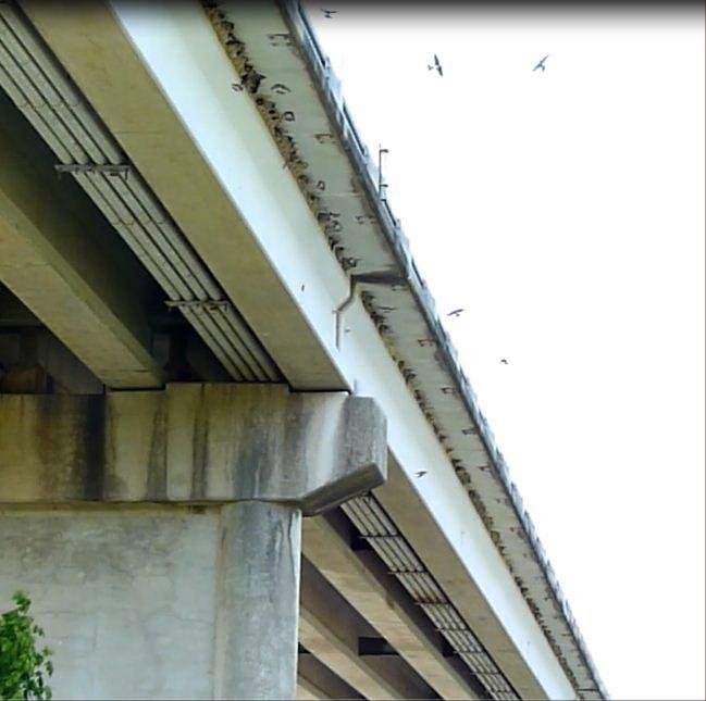 Bird deterrent structure over the Guadalupe River