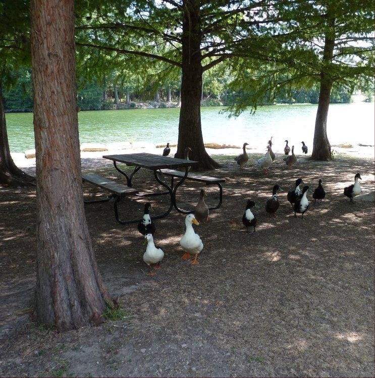 Guadalupe River at Kerrville Schreiner Park photo 65