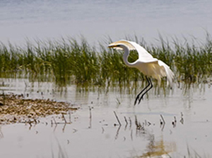 photo of heron taking flight