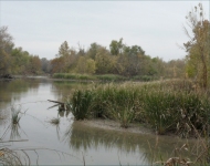 Gilleland Creek landscape courtesy of Travis County