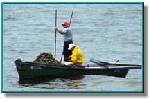 Oyster Harvesting photo 74