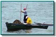 photo of people harvesting oysters off the Gulf coast