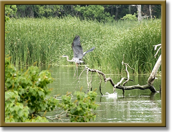 Join News heron taking flight
