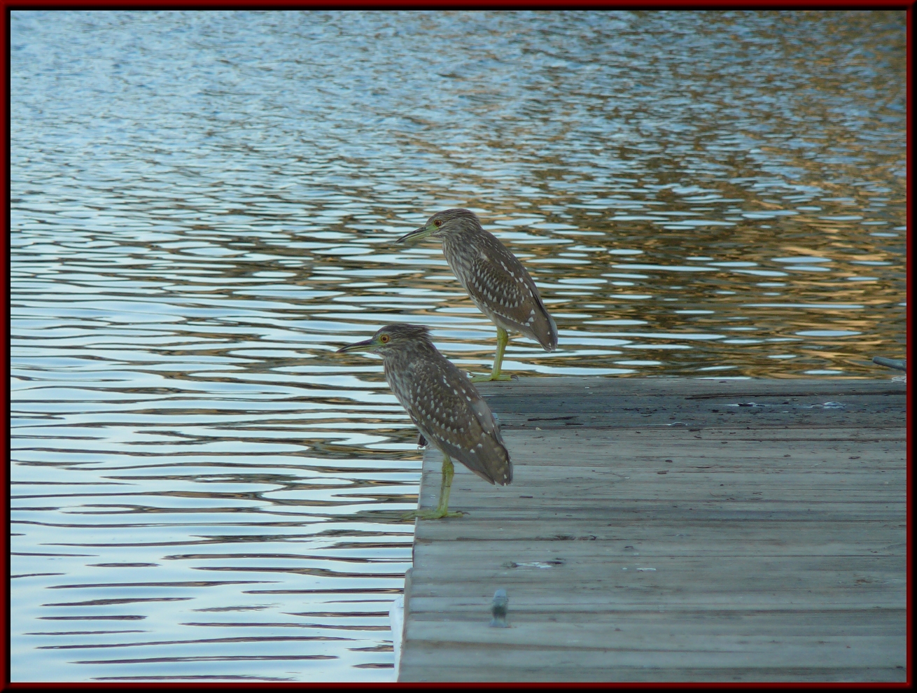photo of young herons on a dock with rippling water in the background