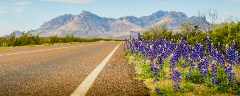 Bluebonnets and Mountains