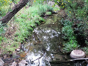 Spicewood Tributary of Shoal Creek