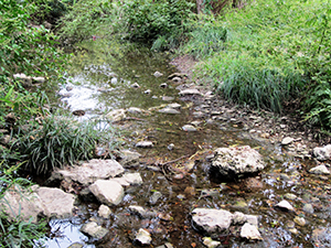 Taylor Slough in Reed Park