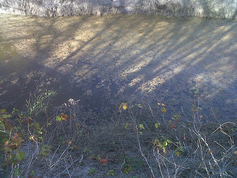 Algae Bloom on Petronila Creek